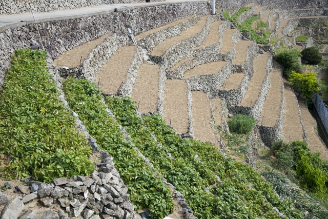 6年理科「植物と日光」の授業を紹介します。グループでの実験はしない等の制約の下、どのように授業を進めたのか、現場の先生方の授業づくりのお役に立てたら幸いです。