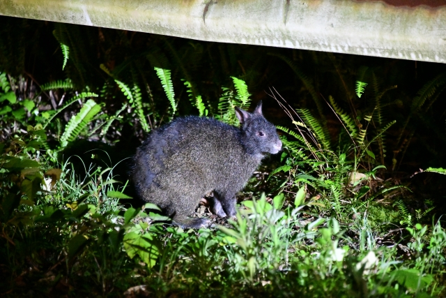 外来生物の問題 その授業シナリオです。「食べる」「食べられる」の関係の発展として我が国の現状を知らせ、生き物への心情を培います。